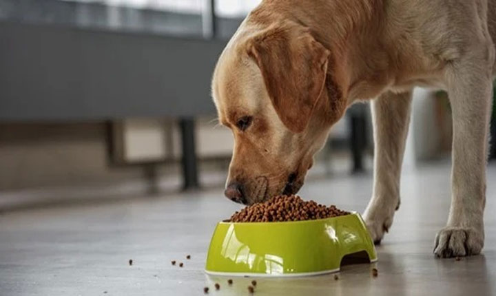 Summer Diet Reset Light and Cooling Foods to Keep Your Dog Happy and Healthy Summer Diet Reset Light and Cooling Foods to Keep Your Dog Happy and Healthy
