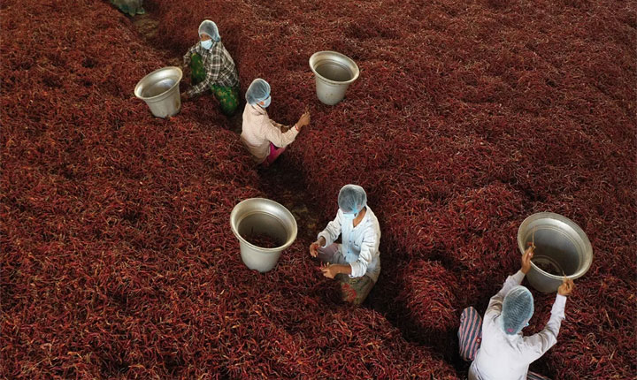 Itc Empowers Spice Farmers To Become Indias Leading Organic Spices Exporter