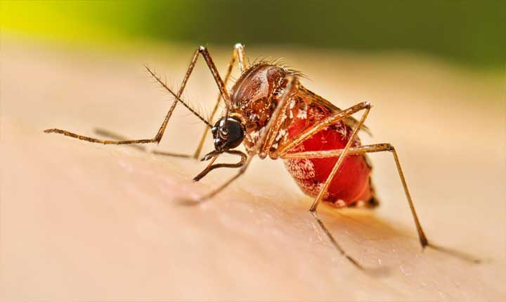 Dengue Preparedness In Hyderabad Why Early Testing Matters As The City Enters Dengue Season 
