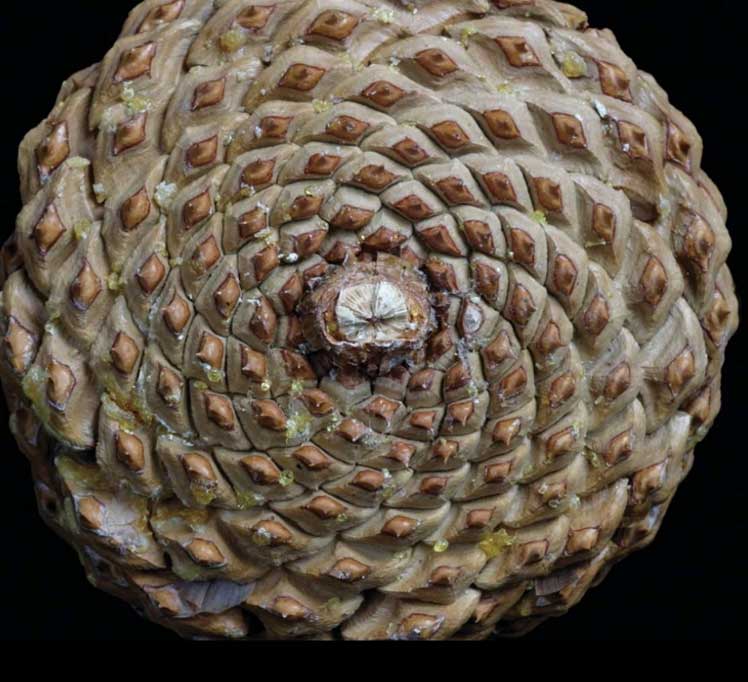 The Pine Cone: Where Mathematics, Nature, and Spirituality Converge The Pine Cone Where Mathematics Nature And Spirituality Converge