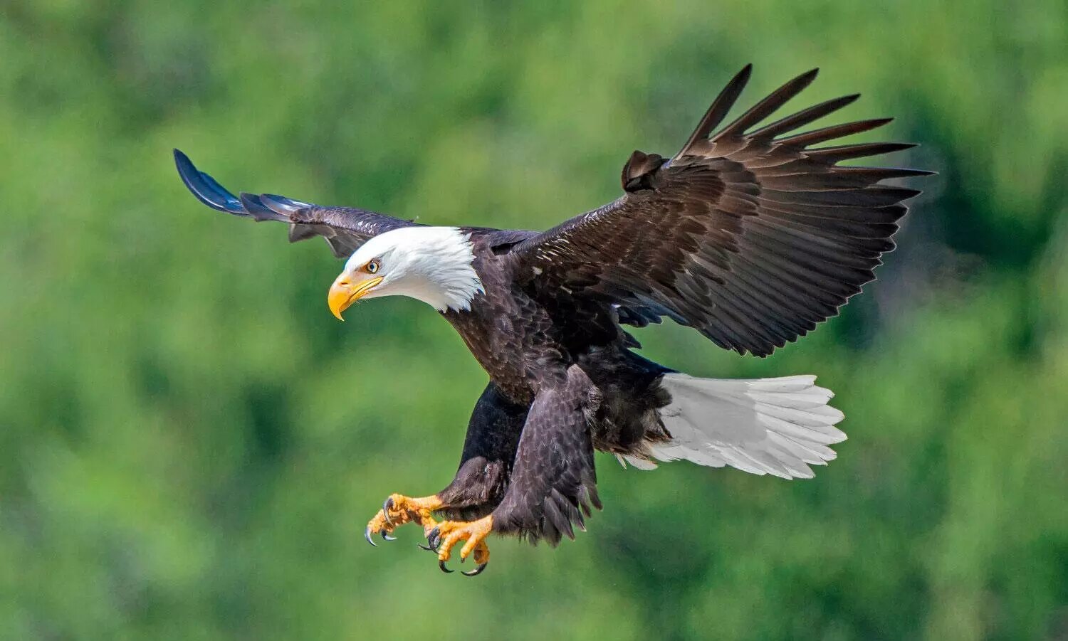 Bald Eagle: అమెరికా జాతీయ పక్షిగా బాల్డ్ ఈగల్ Bald Eagle: అమెరికా జాతీయ పక్షిగా బాల్డ్ ఈగల్