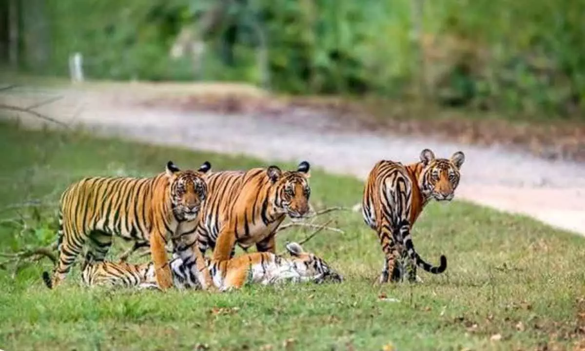 Tiger: తెలంగాణాకు 11 పులులు, ఆడపులి తోడు దొరకడంతో మగపులి సెటిల్…