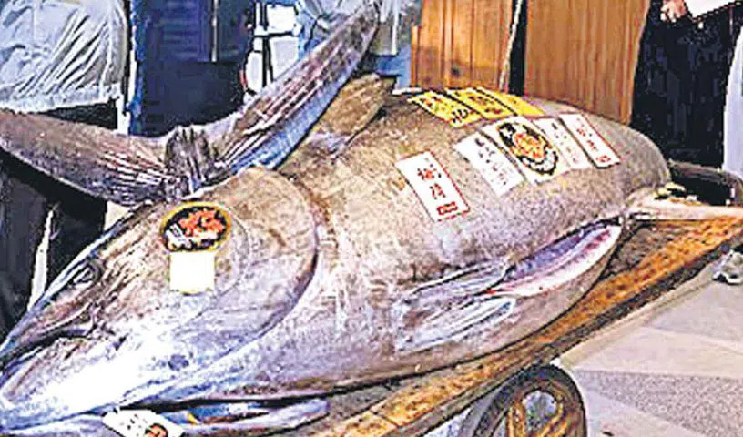 Japan : ఒక్క చేప ఖరీదు రూ.11 కోట్లు.. ఎక్కడో తెలుసా? Japan : ఒక్క చేప ఖరీదు రూ.11 కోట్లు.. ఎక్కడో తెలుసా?