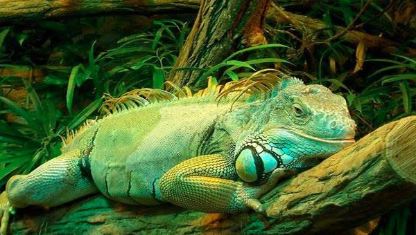 Taiwan: ఇగ్వానా పేరు చెబితే వణుకుతున్న తైవాన్..