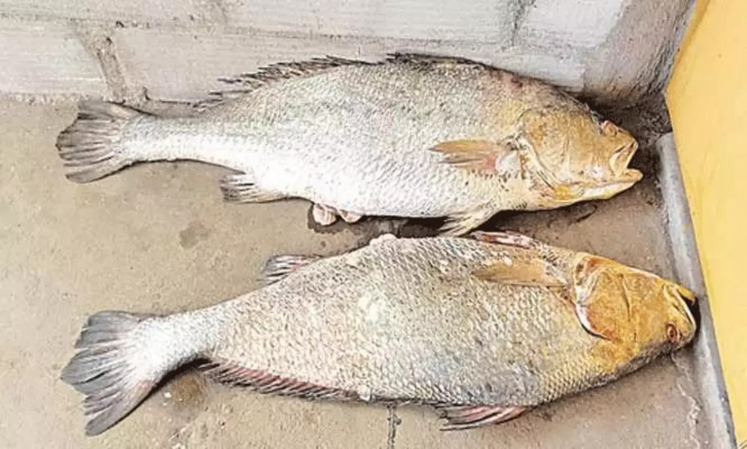 Kachidi Fish :మత్స్యకారులకు కచిడి పండుగ.. ఈ చేపల ధర రూ.1.40 లక్షలు!