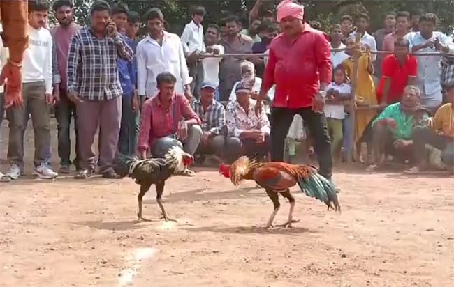 Kodi Pandelu : ఏపీలో  జోరుగా కోడి పందేలు.. భారీగా తరలివచ్చిన ప్రజలు