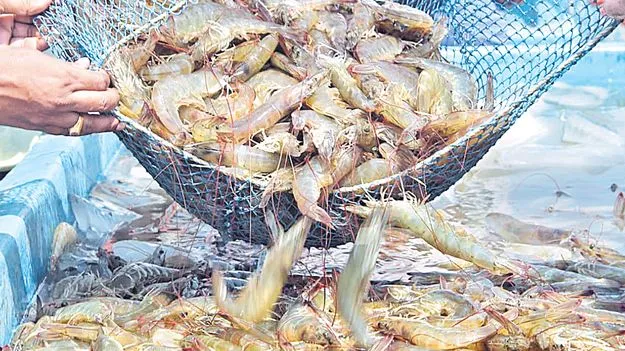 Shrimp : 40 వేల టన్నుల రొయ్యల ఎగుమతులకు సన్నాహాలు