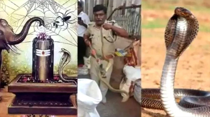 Srikalahasti Temple: శ్రీకాళహస్తీశ్వర ఆలయంలో ప్రత్యక్షమైన భారీ నాగుపాము – భక్తుల్లో కలకలం