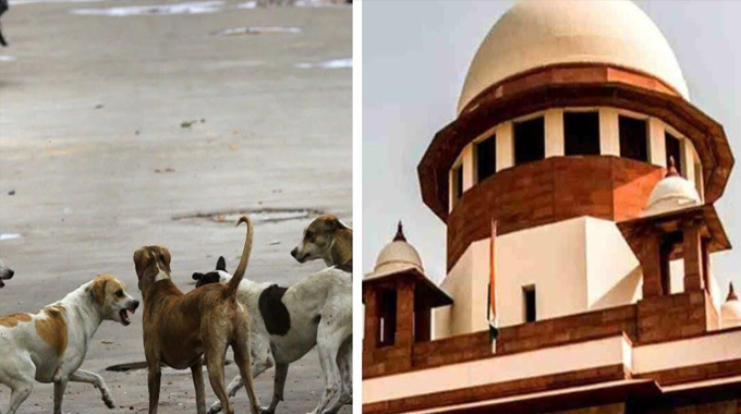 Stray Dogs: ఢిల్లీలో వీధి కుక్కల వివాదం.. సుప్రీం తీర్పుపై ఉత్కంఠ