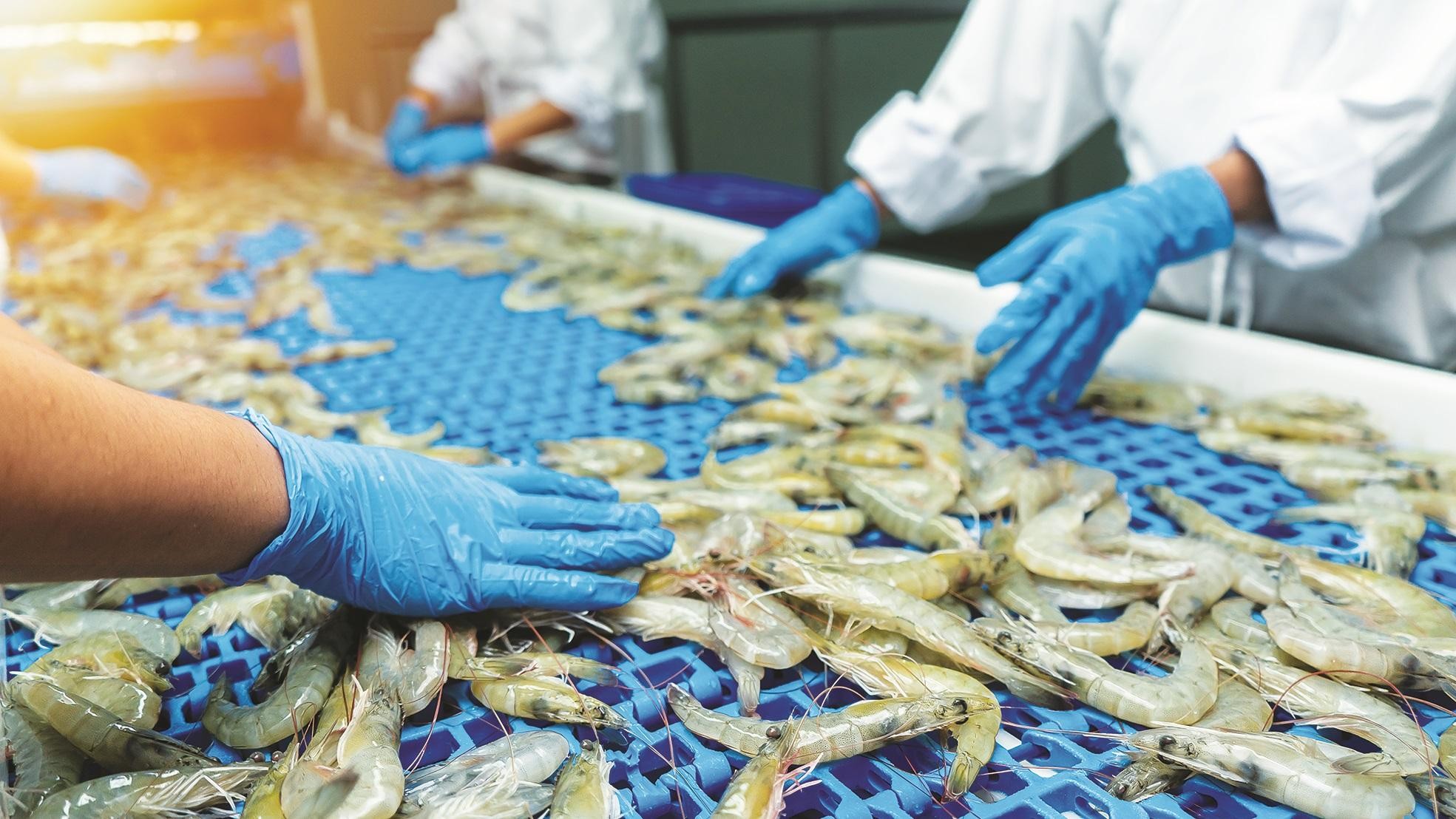 America Is Going To Impose Tariffs On Indian Shrimp