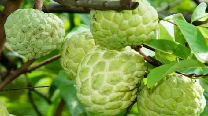 Custard Apple: ఒక్క సీతాఫలం..శరీరానికి సహజ శక్తి సూత్రం.. A Single Custard Apple A Natural Energy Source For The Body