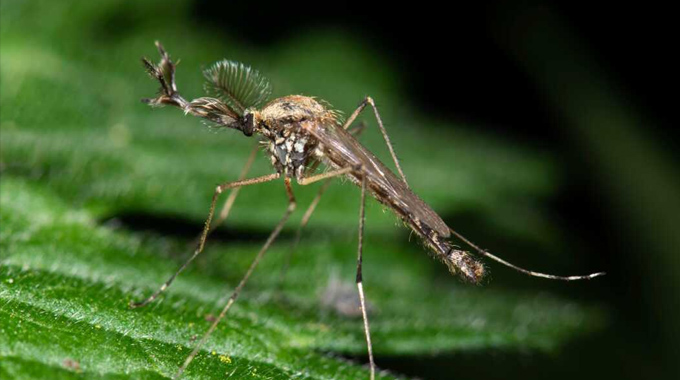 Mosquitoes: ఐస్లాండ్లో దోమలు.. పోయేకాలం దగ్గర పడిందా..? Climate Shift Brings Mosquitoes To Iceland