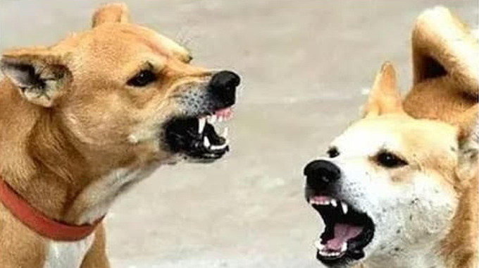 Street Dogs: వీధి కుక్కల నియంత్రణకు ఏపీ సర్కార్ కొత్త ప్రణాళిక Ap Governments New Plan To Control Stray Dogs