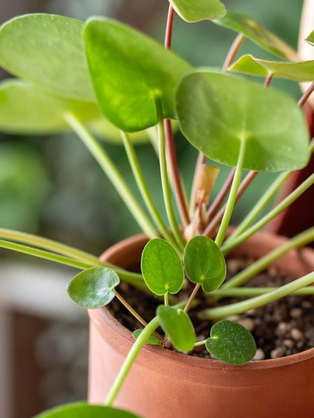 Chineese money Plant: తక్కువ సంరక్షణతో ఎక్కువ అందం..చైనీస్ మనీ ప్లాంట్ ప్రత్యేకత..