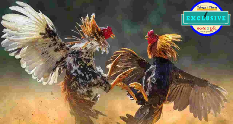 Godavari districts: గోదావరి జిల్లాల్లో సంక్రాంతి సంబరం..తాడేపల్లిగూడెంలో రూ.1.53 కోట్ల హైప్రొఫైల్ పోటీ..