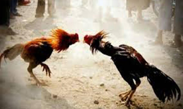 Godavari Sankranti Buzz Cock Racing In Full Swing Amidst Prohibitions