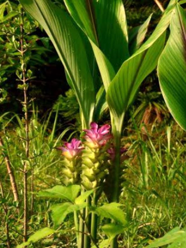 Black Turmeric: వారానికి ఒక్కసారి నల్ల పసుపు.. శరీరానికి ఎన్నో లాభాలు..
