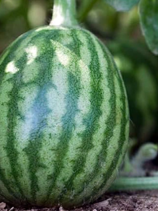 Watermelon: వేసవిలో పుచ్చకాయ తింటే కలిగే ఆరోగ్య లాభాలు..