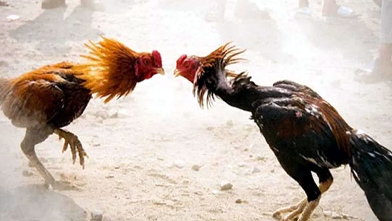 Cockfights: పల్నాటి యుద్ధం నుండి కోడి పందాల వరకు.. పందాల వెనక చరిత్ర తెలుసా Legacy Of Sankranti Cockfights Exploring The Ancient History And Cultural Roots Of This Martial Sport