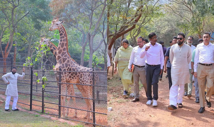 Deputy Cm Pawan Kalyan Adopts Two Giraffes From Vizag Zoo