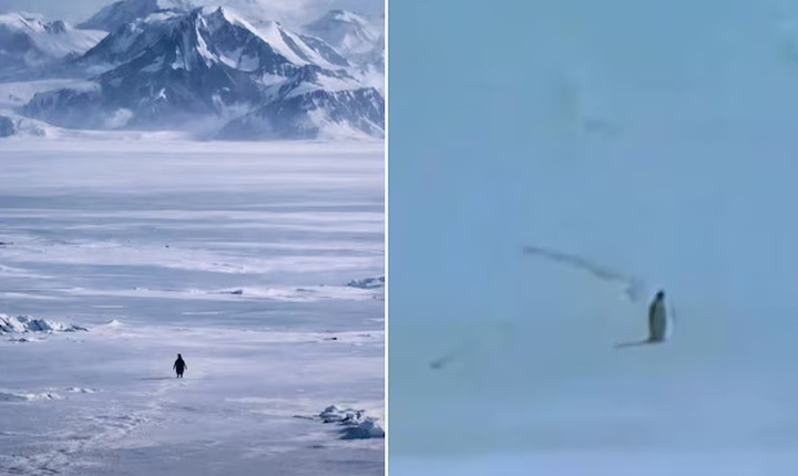 Why Is A Penguins Death March Going Viral