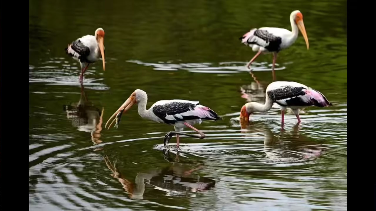 Ameenpur Lake Pollution: కాలుష్యం కోరల్లో అమీన్పూర్.. వలస పక్షుల కొత్త చిరునామా ‘సంగుపేట’! Pollution In Ameenpur Lake Forces Migratory Birds To Move To Sangupeta Lake