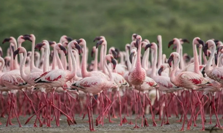 Two New Ramsar Sites In India