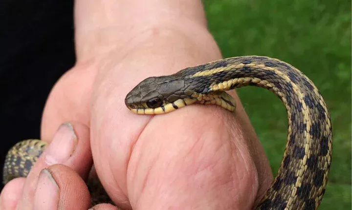 Essential First Aid For Snake Bites And Crucial Mistakes To Avoid During Emergencies