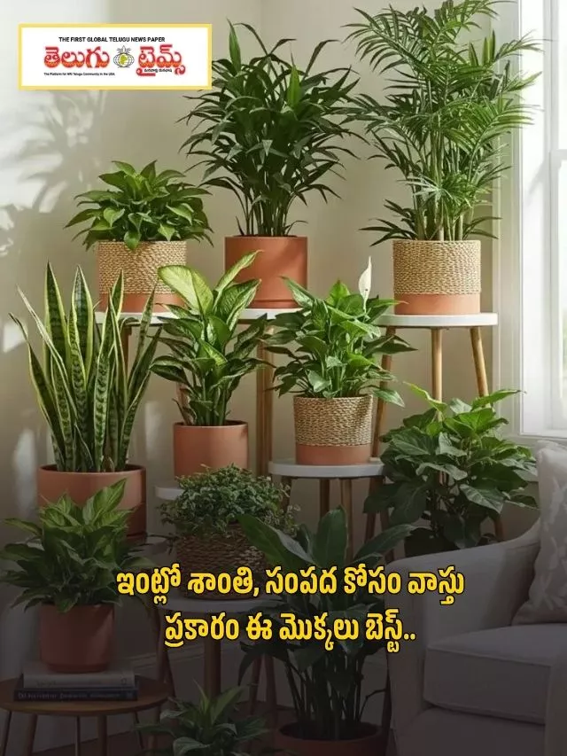 According to Vastu, these plants are the best for peace and prosperity in the home