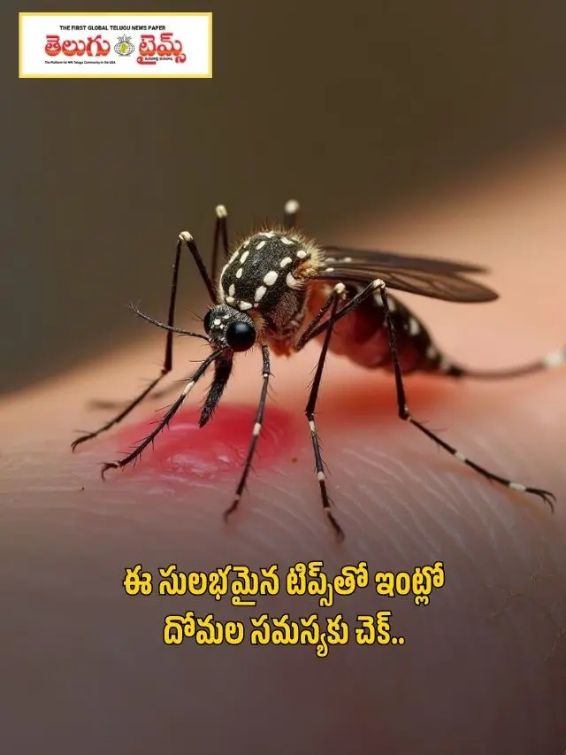 Check the mosquito problem at home with these easy tips