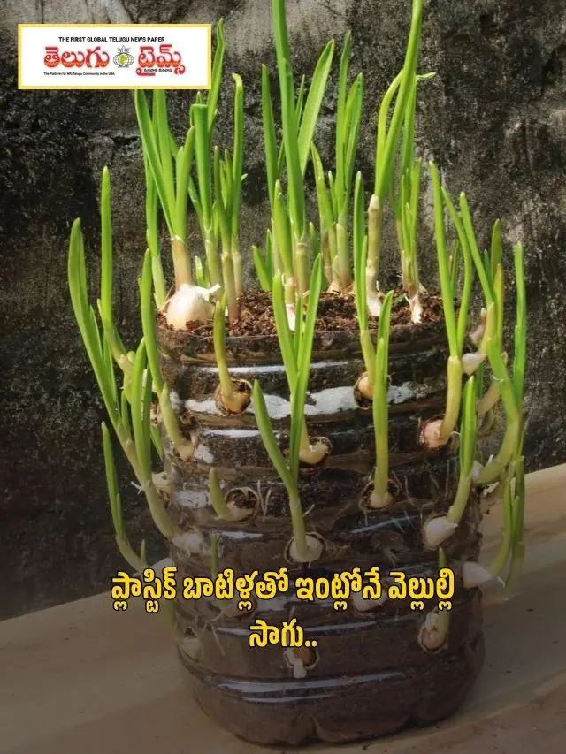 Growing garlic at home with plastic bottles..