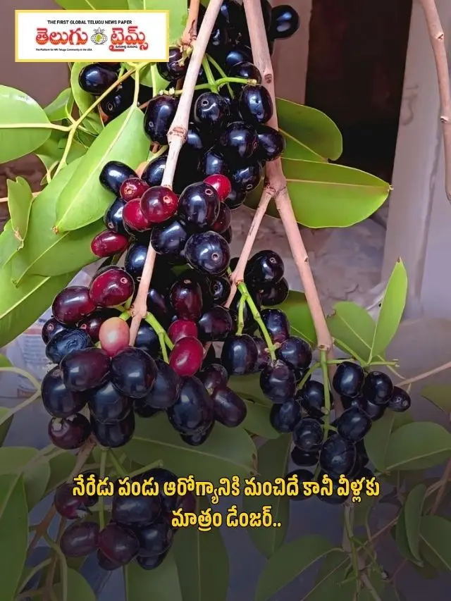 Jamun fruit is good for health but it is dangerous for them..