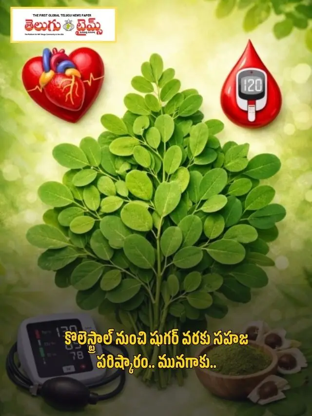 Natural solution from cholesterol to sugar… Moringa leaves (2)