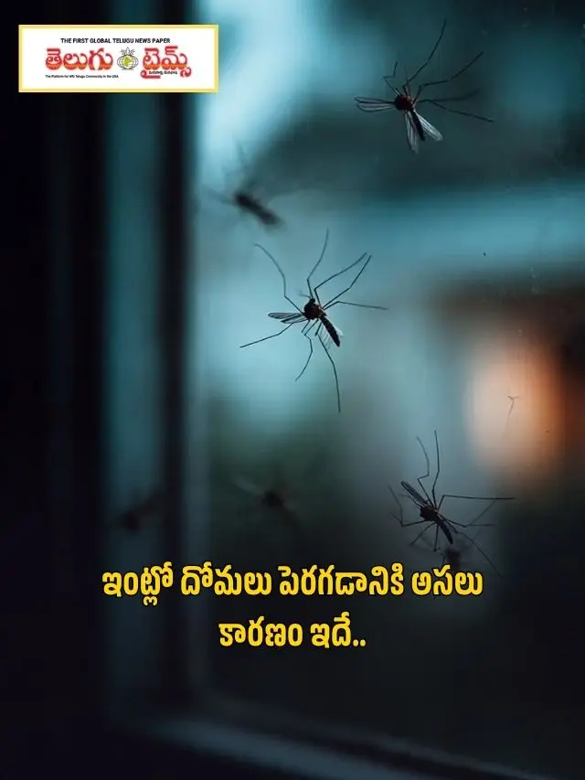 This is the real reason why mosquitoes breed in the house
