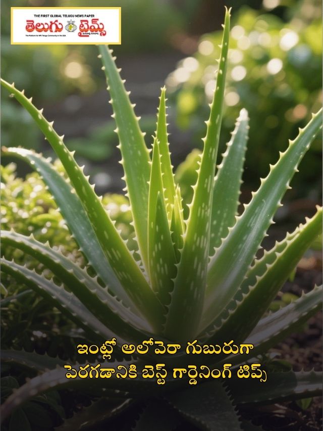 ఇంట్లో అలోవెరా గుబురుగా పెరగడానికి బెస్ట్ గార్డెనింగ్ టిప్స్