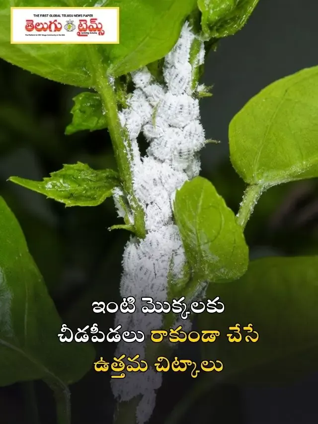 ఇంటి మొక్కలకు చీడపీడలు రాకుండా చేసే ఉత్తమ చిట్కాలు