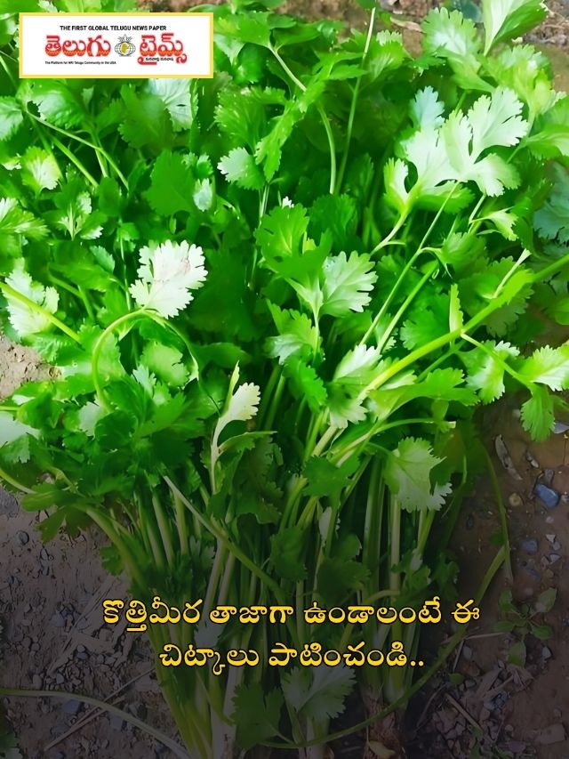 కొత్తిమీర తాజాగా ఉండాలంటే ఈ చిట్కాలు పాటించండి..