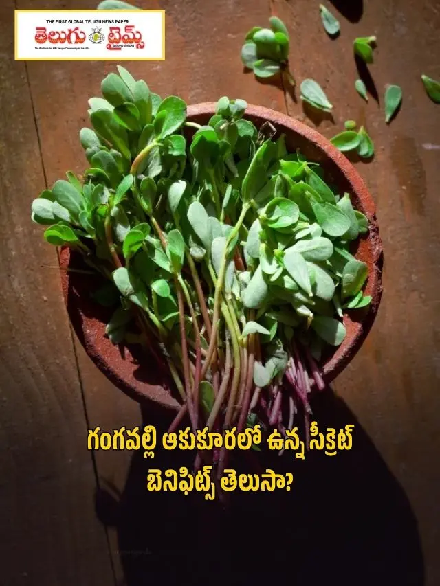 secret benefits of Gangavalli greens