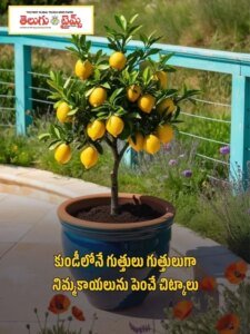 _How growing lemons in clusters in a pot