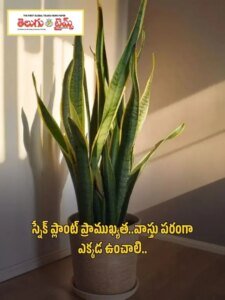 Importance of Snake Plant..Where to Place It in Vastu Terms..