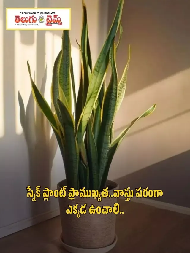 స్నేక్ ప్లాంట్ ప్రాముఖ్యత..వాస్తు పరంగా ఎక్కడ ఉంచాలి..