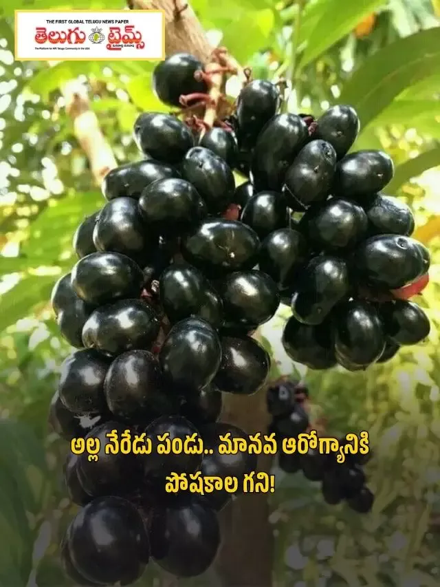 అల్ల నేరేడు పండు.. మానవ ఆరోగ్యానికి పోషకాల గని!