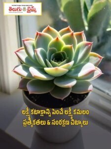 Lakshmi Kamalam Specialties & Care that Increases Lakshmi's Grace