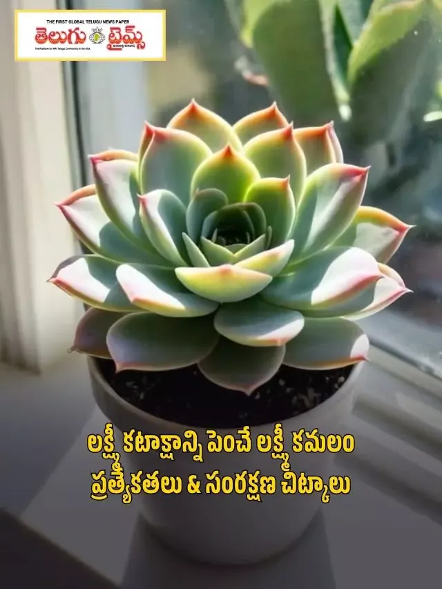లక్ష్మీ కటాక్షాన్ని పెంచే లక్ష్మీ కమలం.. ఇంట్లో ఎక్కడ పెంచాలో తెలుసా?