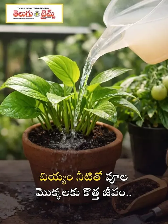 బియ్యం నీటితో పూల మొక్కలకు కొత్త జీవం..