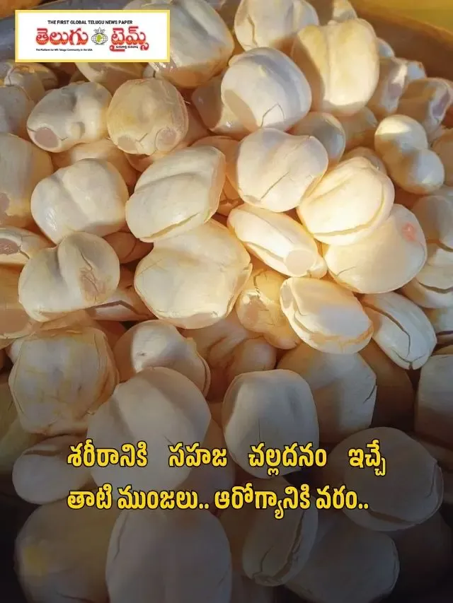 శరీరానికి సహజ చల్లదనం ఇచ్చే తాటి ముంజలు.. ఆరోగ్యానికి వరం..