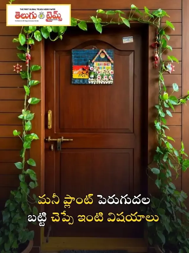 మనీ ప్లాంట్ పెరుగుదల బట్టి చెప్పే ఇంటి విషయాలు