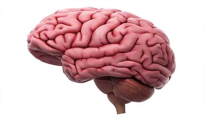 How Lifestyle And Environment Shape Our Brain Health And Aging