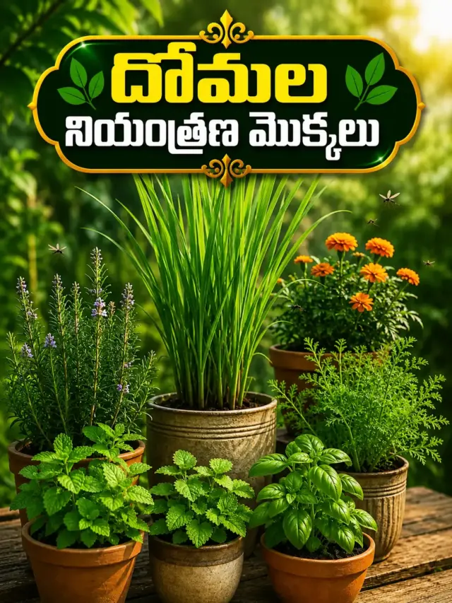 వేసవిలో దోమల నియంత్రణకు ఉపయోగపడే సహజ మొక్కలు..