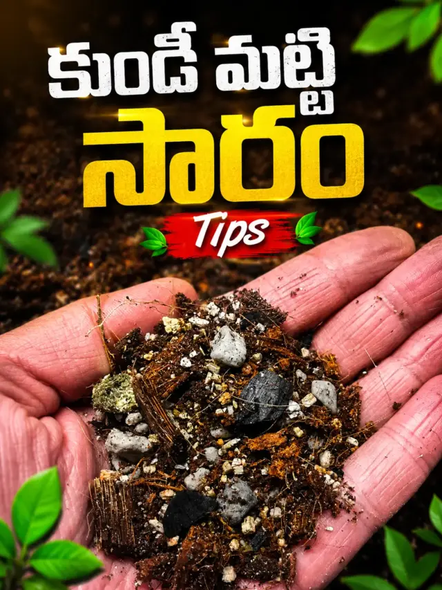 కుండీ మట్టిలో సారం పెంచే సులభమైన సహజ మార్గాలు..